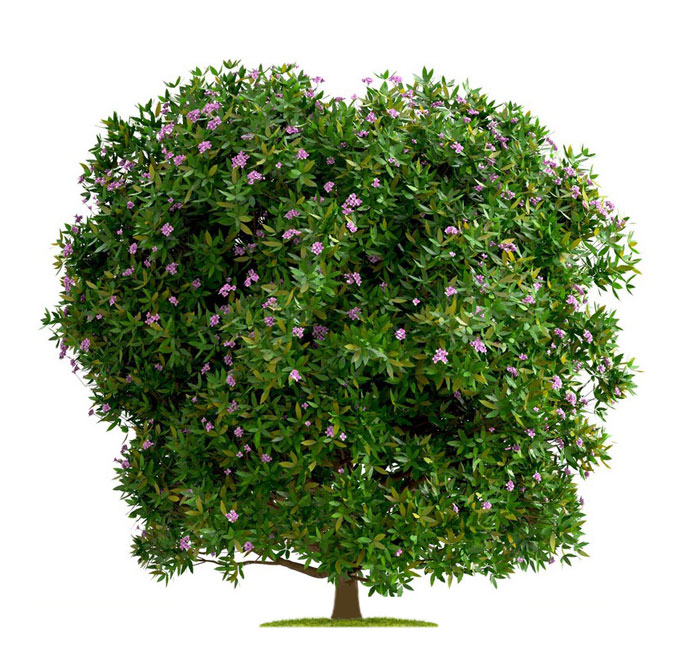 نهال میخک هندی